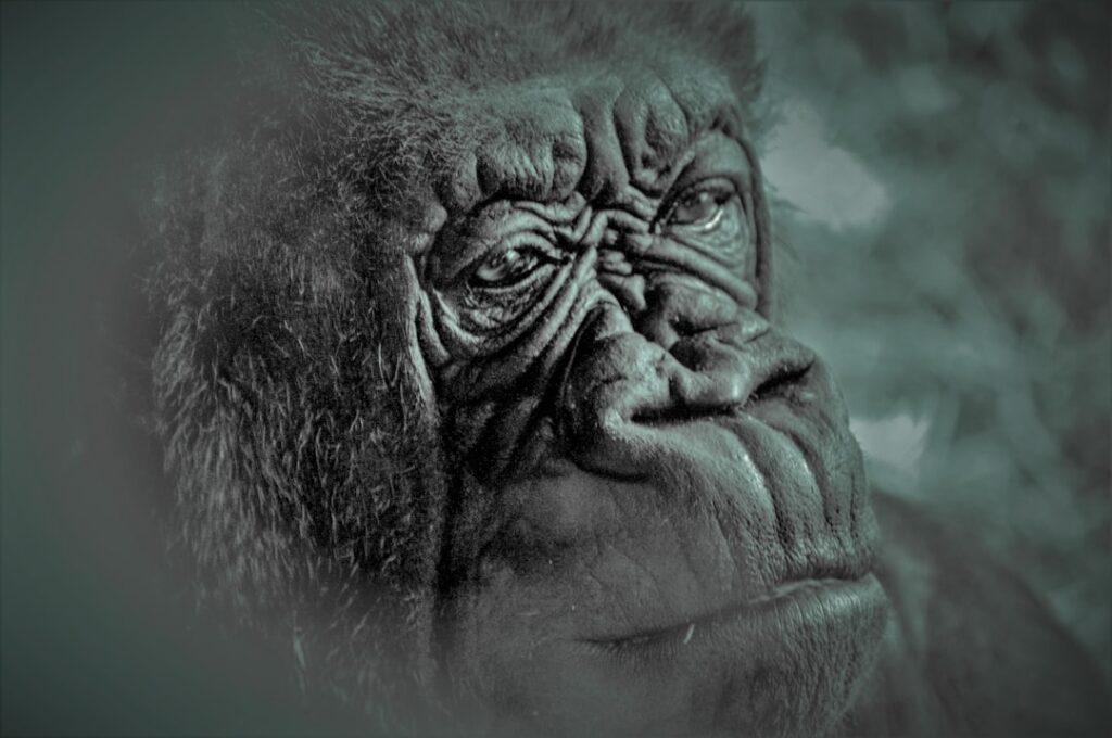 Photo evolution game online free