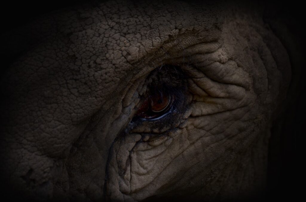 Photo evolution gaming website